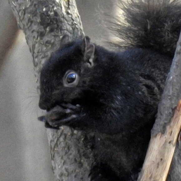 Black Squirrel Eating in‎ a Tree Oil Painting Art Photography Print - Picture 2 of 4